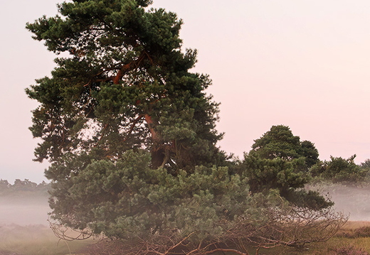 Verträumter Baum